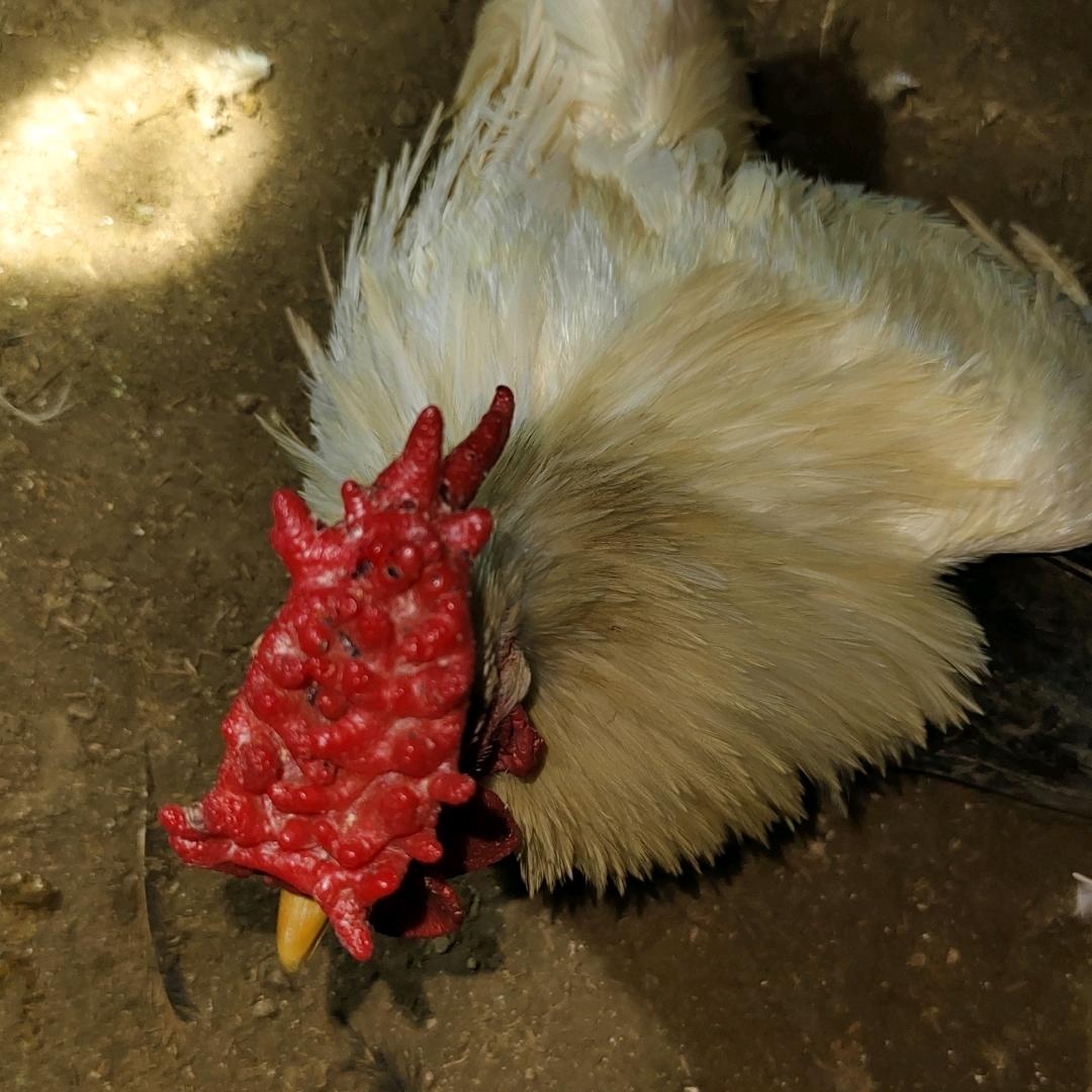 东流镇有发场跑山鸡