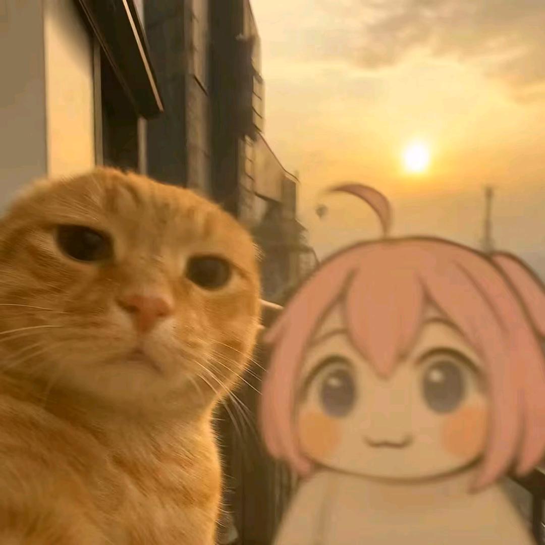 咪西咪西花不拉几