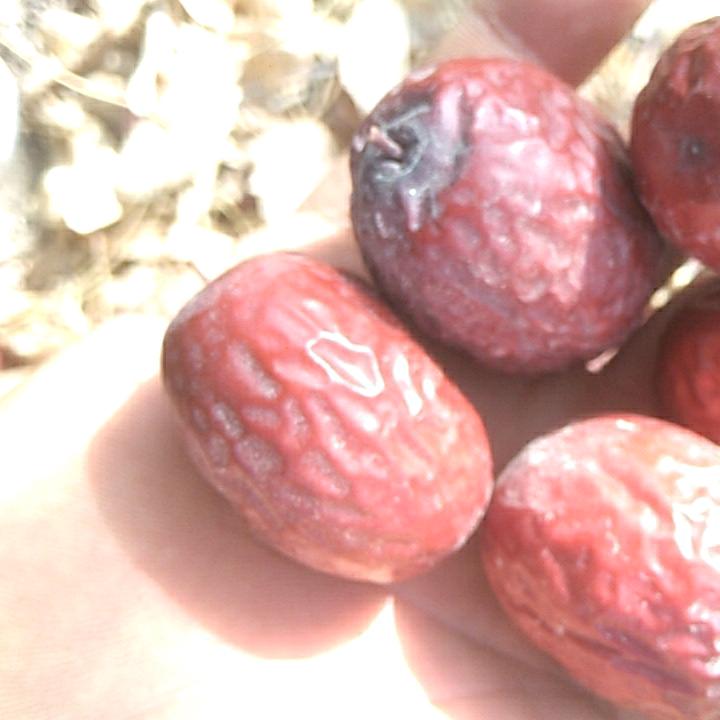 新郑红枣新疆种