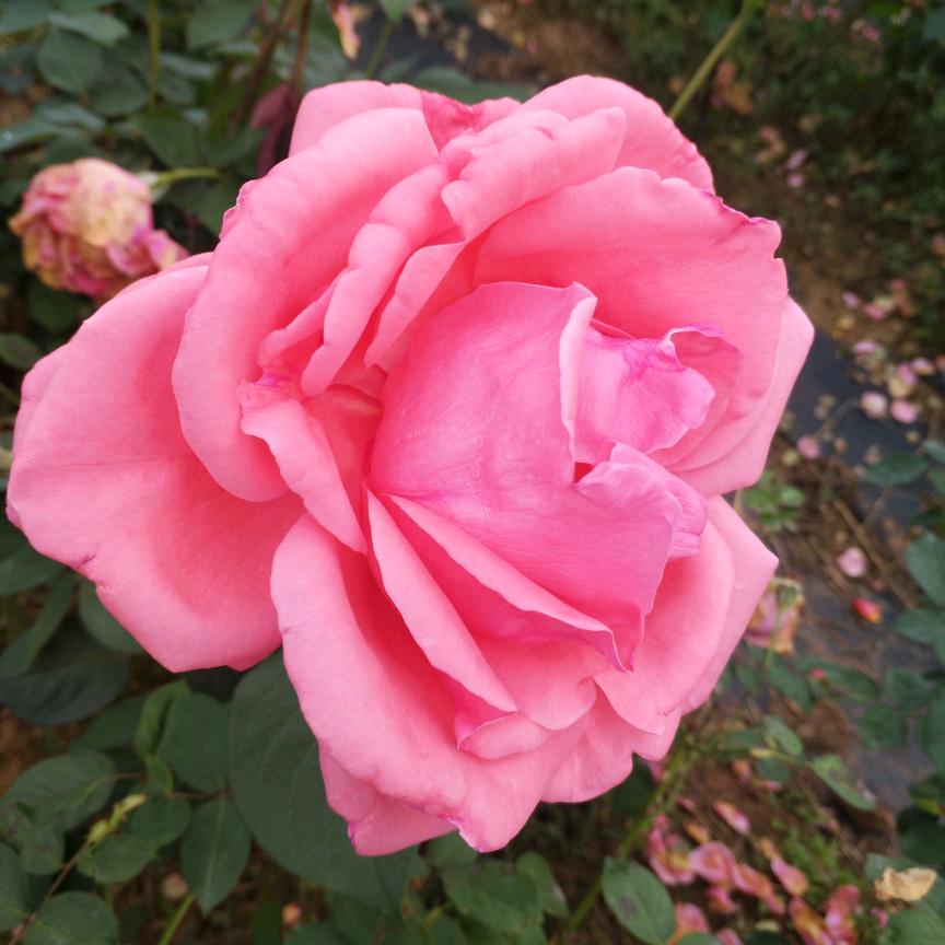 真心交朋友善良一辈子