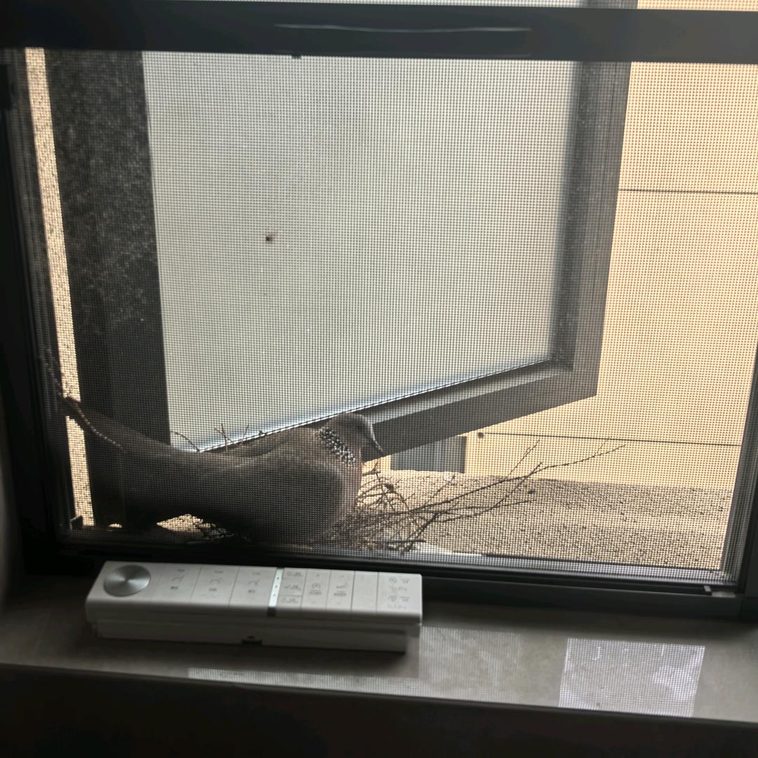 窗台上的老斑鸠