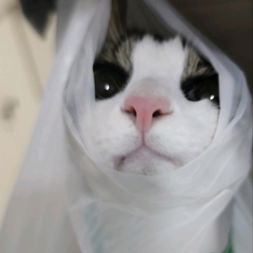 喵界狸花小卯