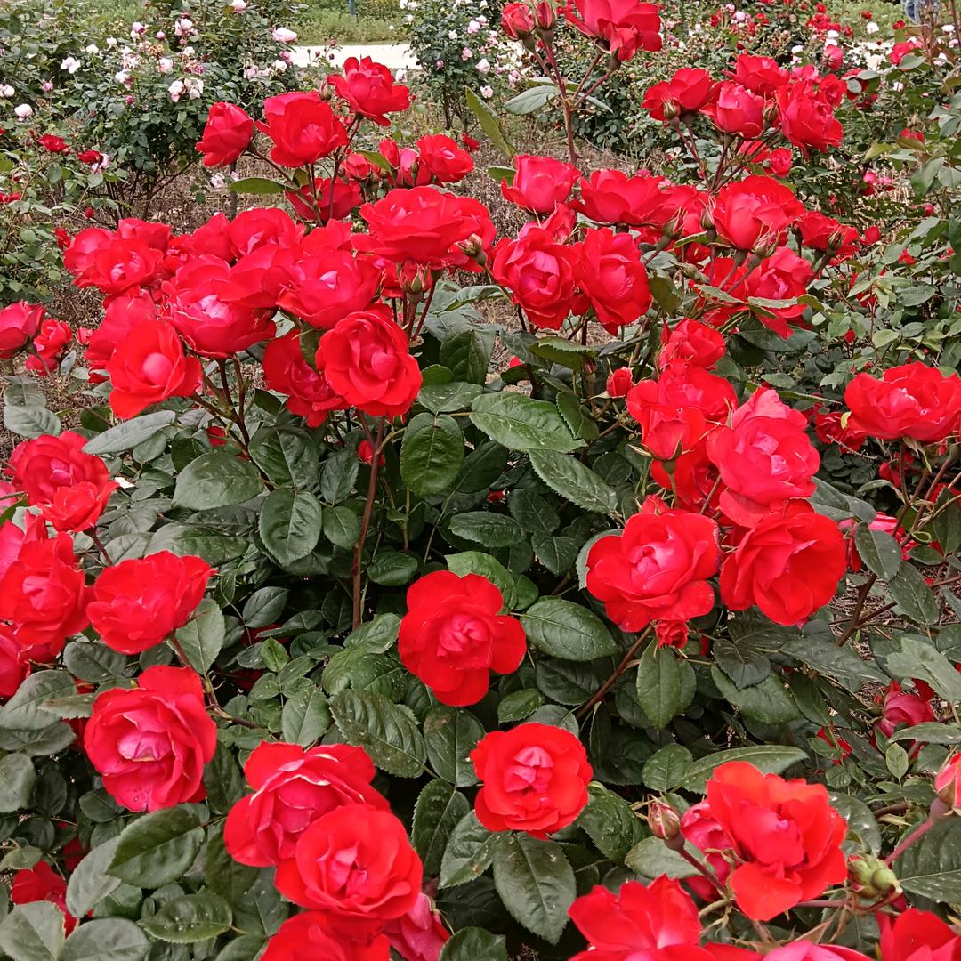 ƪ(˘悠悠我心❤️