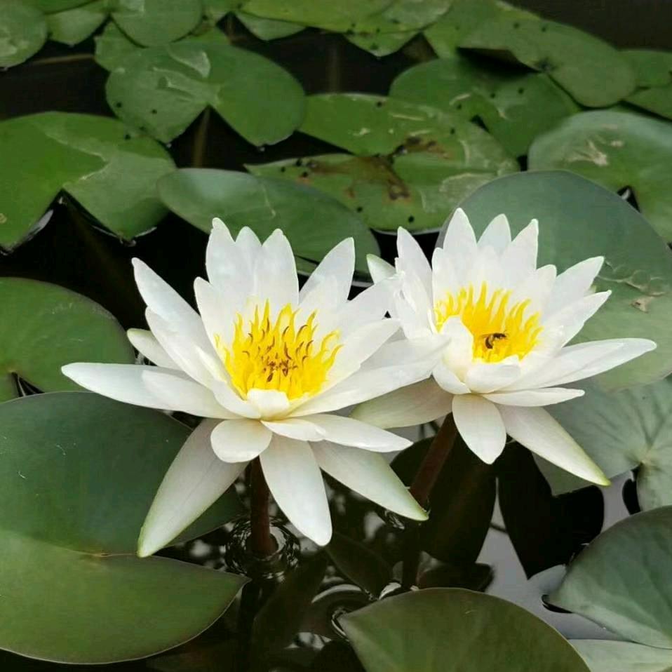 向日葵🌻的微笑