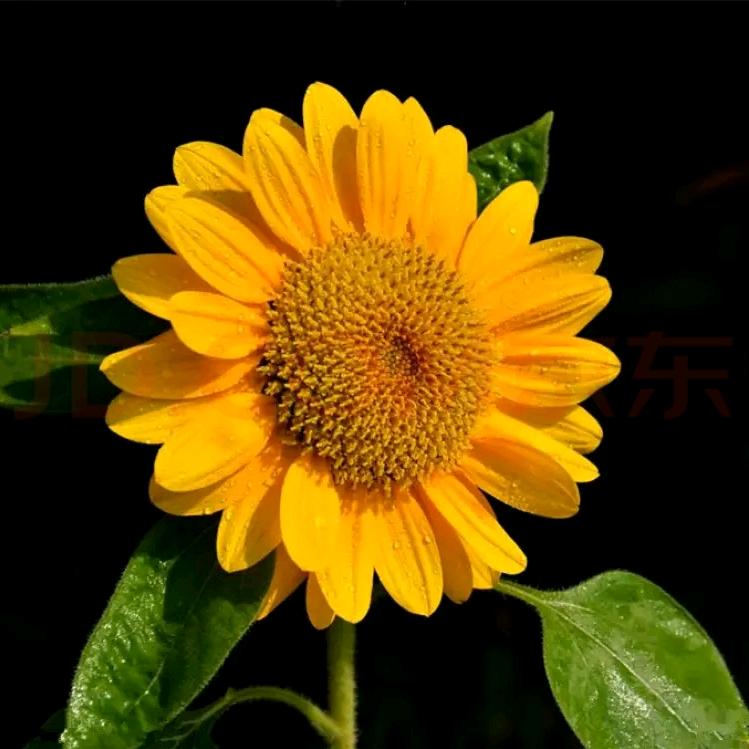 我爱向日葵🌻