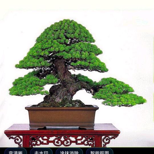 昊欣盆景园