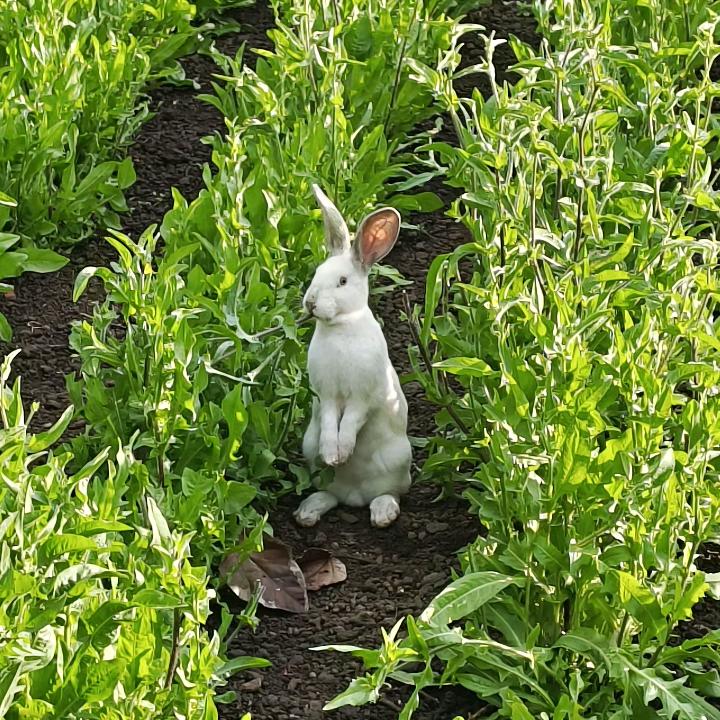 阿峰养兔🐇