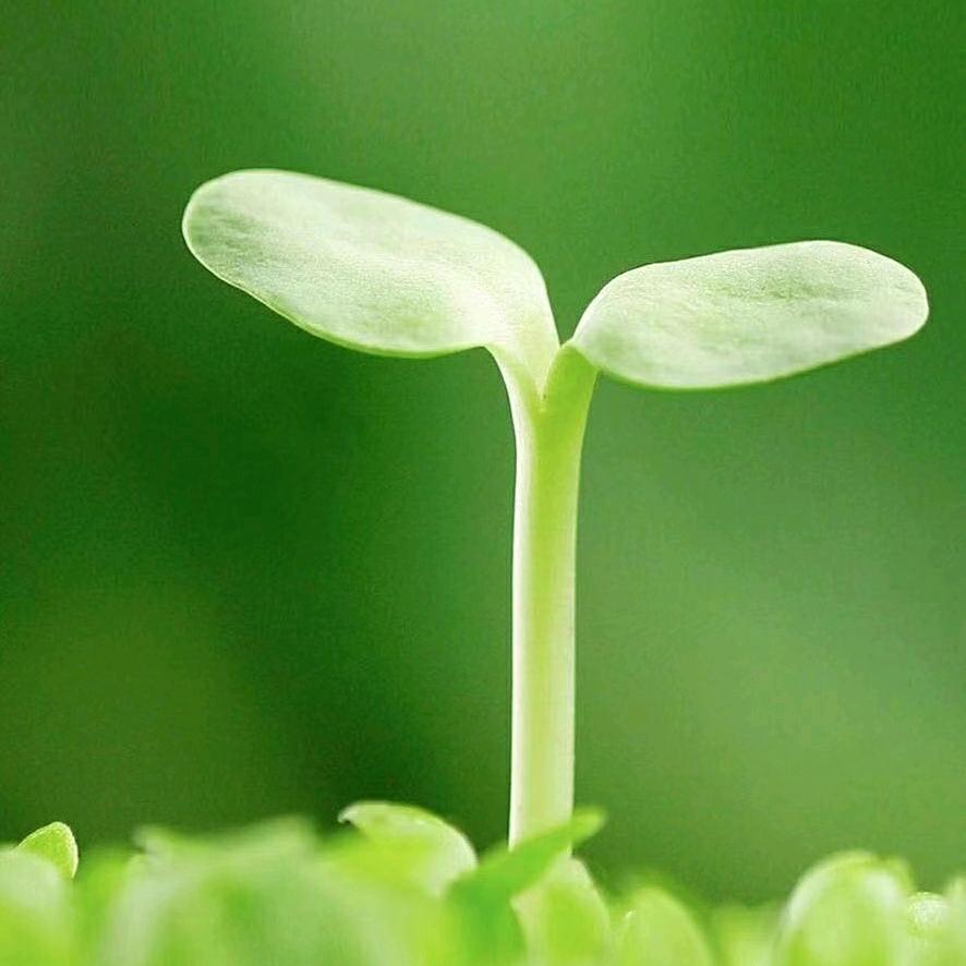 春雨洗过的太阳