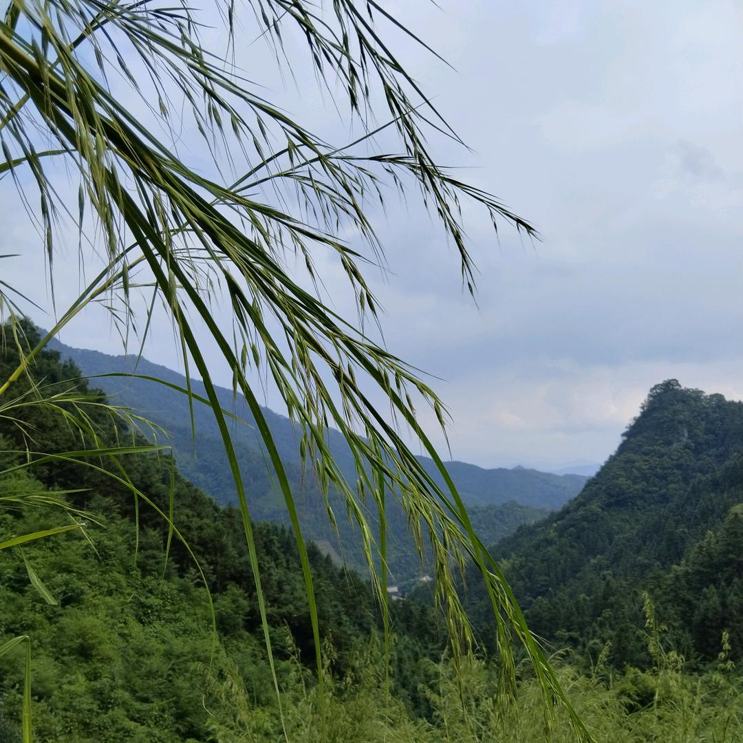 树哥