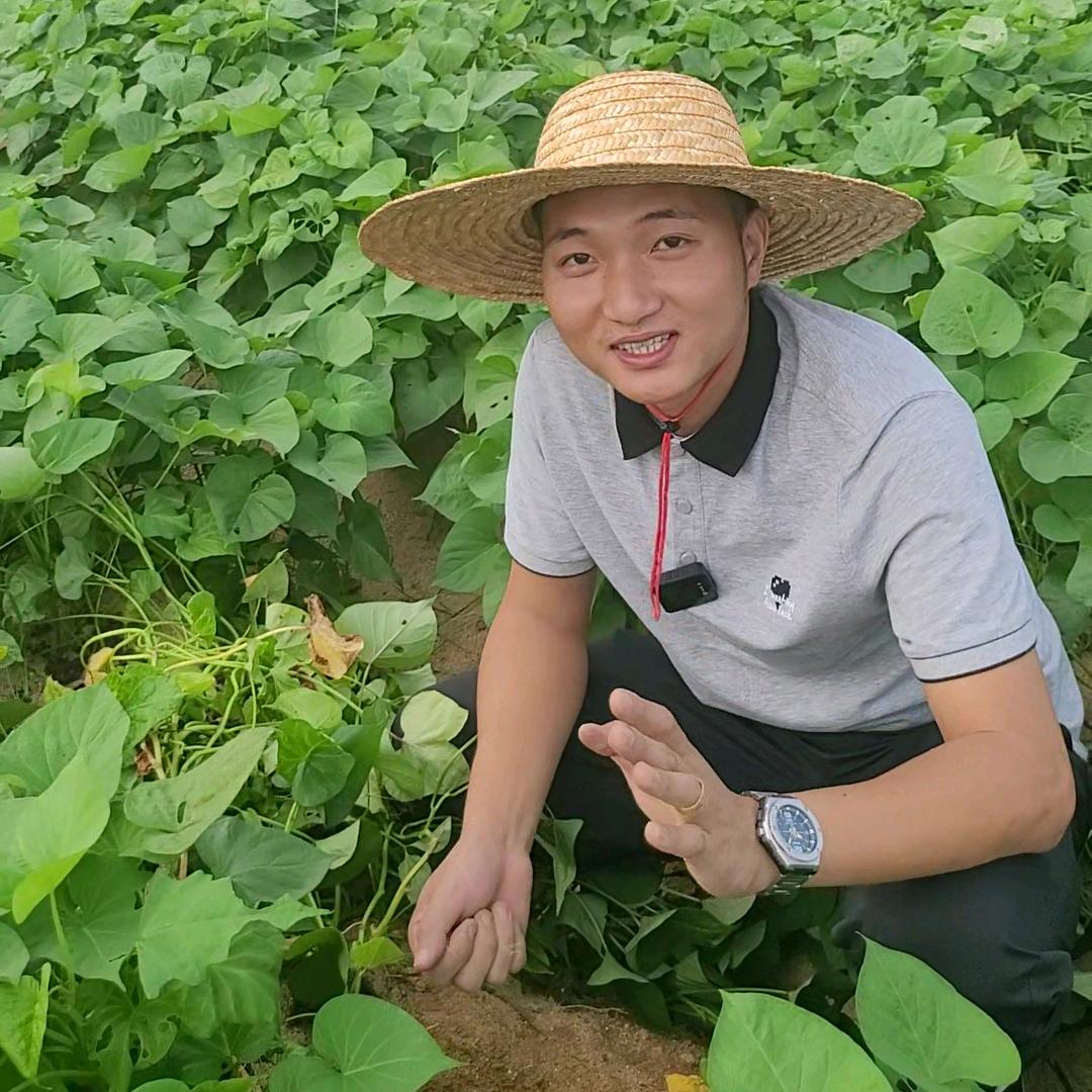 红薯种植明哥