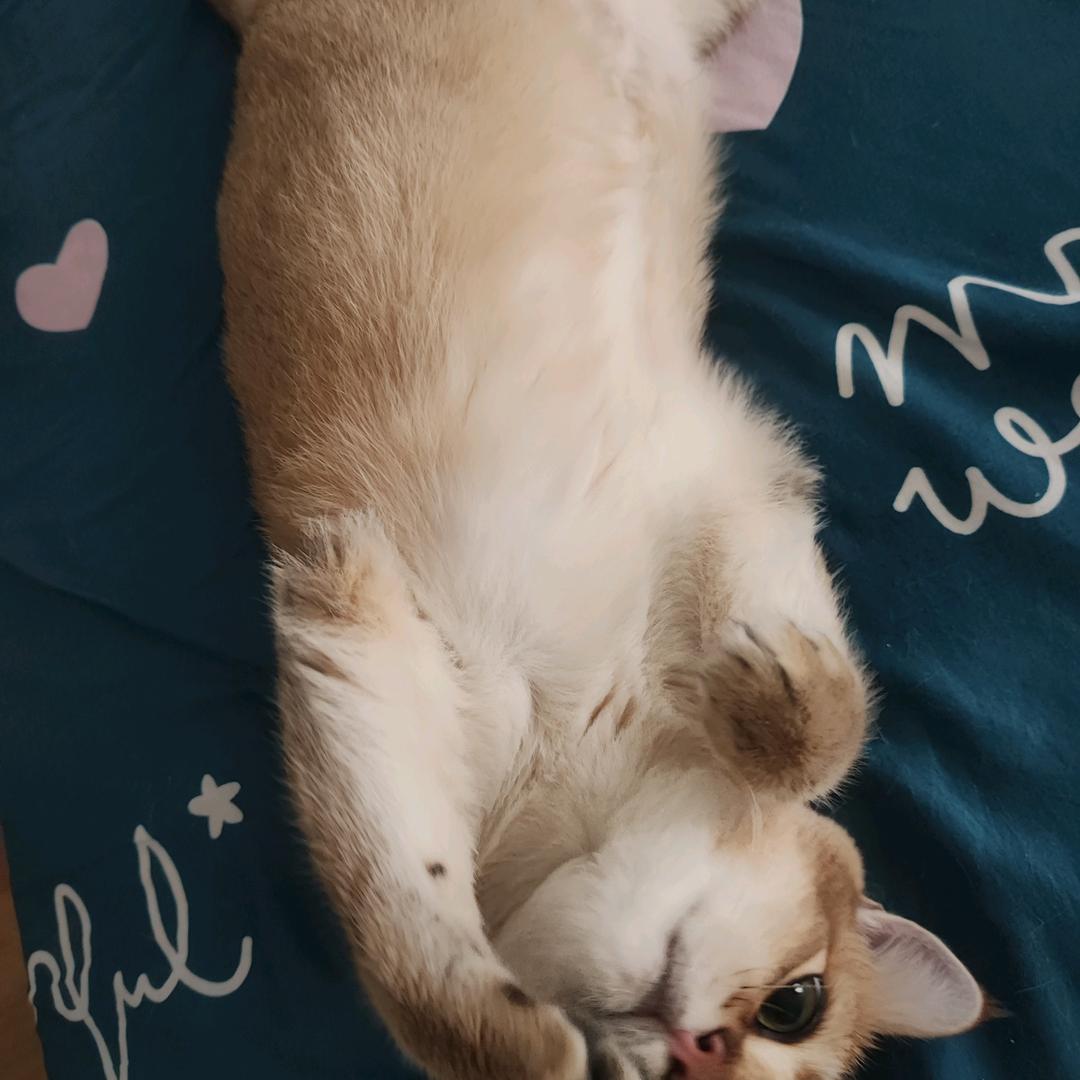 小包包