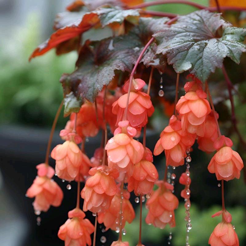 青澜花田