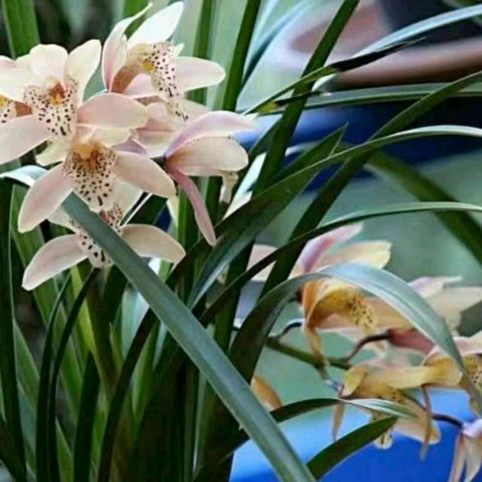 🌸꯭ཽ꧓꯭好运꯭ᩚ莲莲