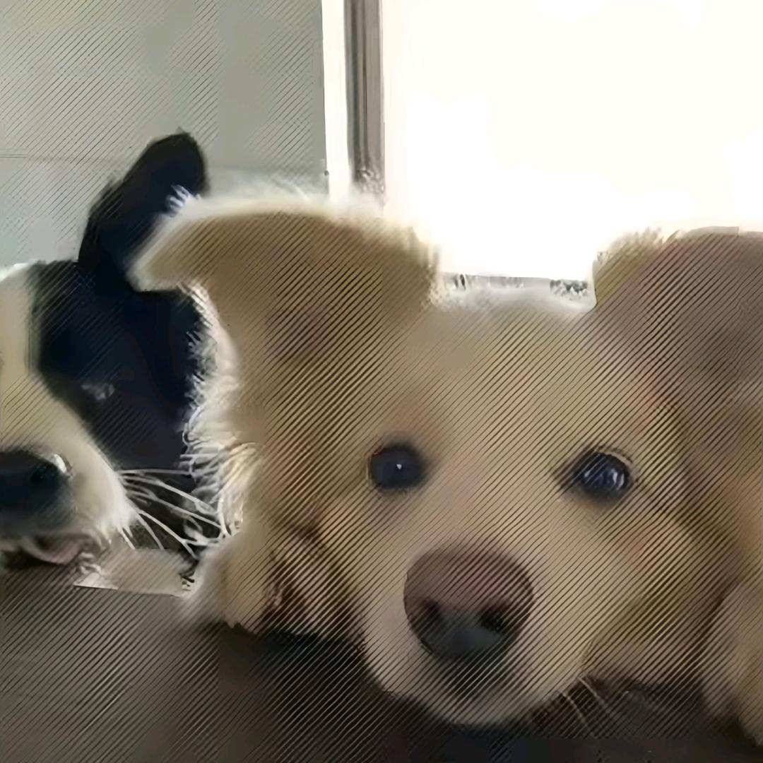 哎哦Q歪