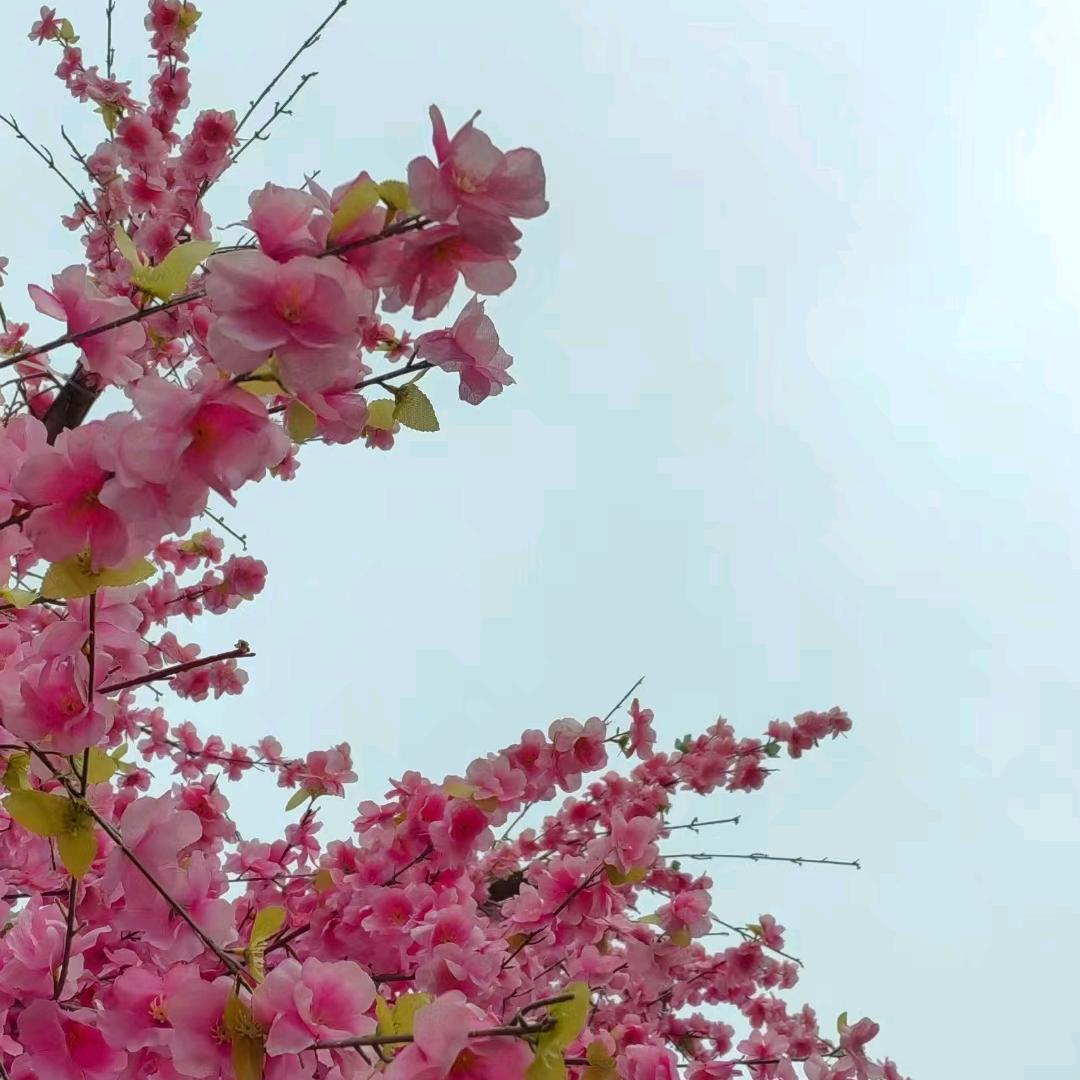 美丽的花朵