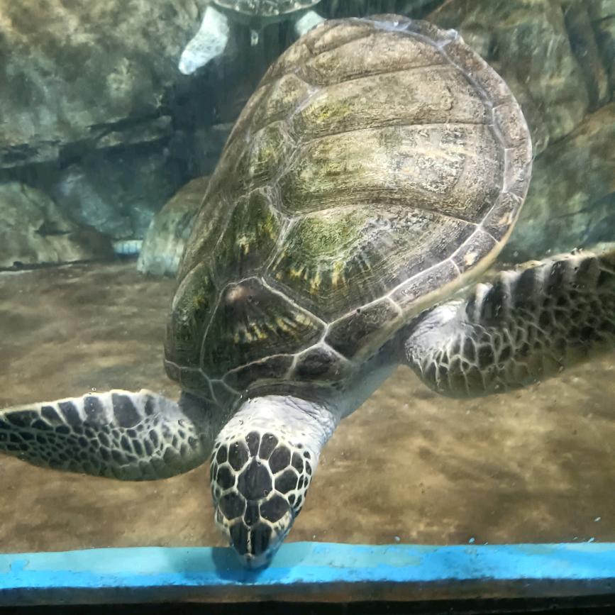 格ᕱ局ᕱ打ᕱ开