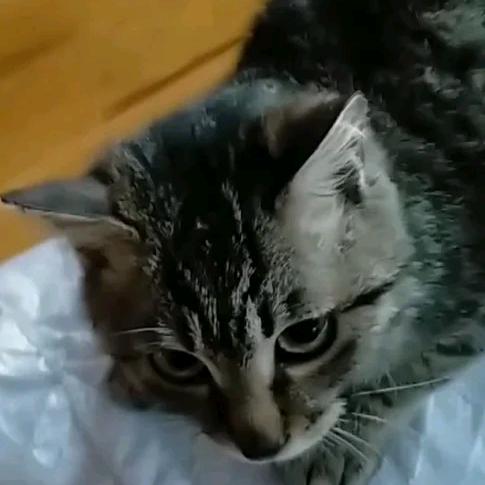 三只羊稽查专员  （禁止拉黑）