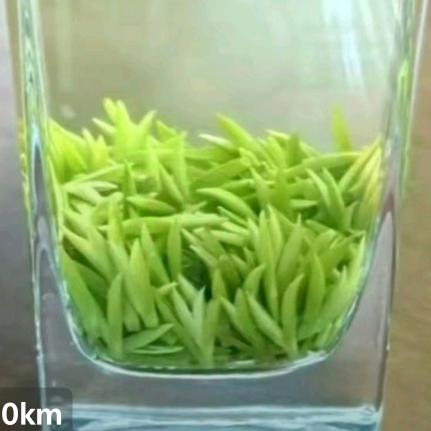 信阳车云山鹰嘴石茶园