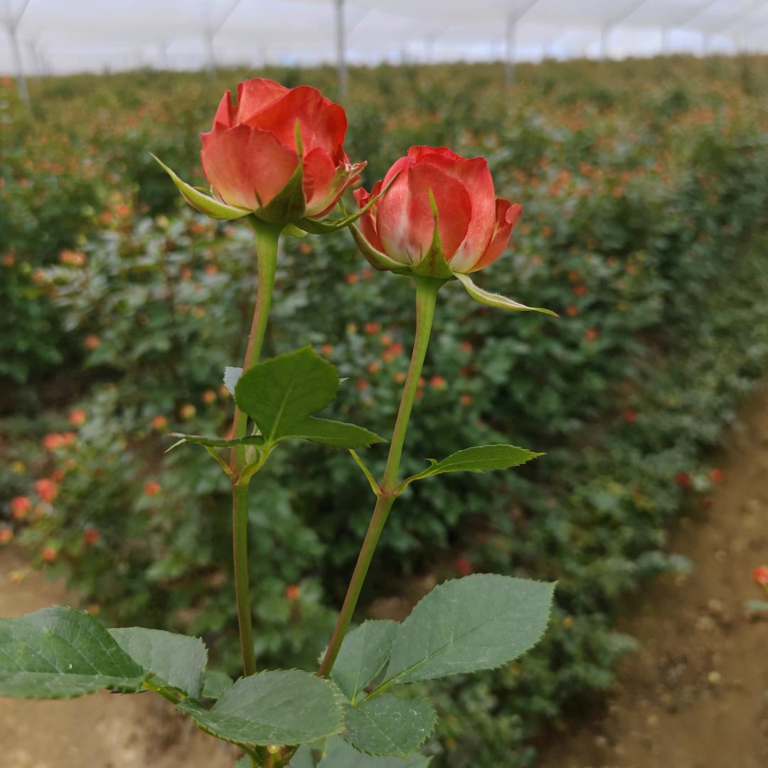 花花🌸饰界