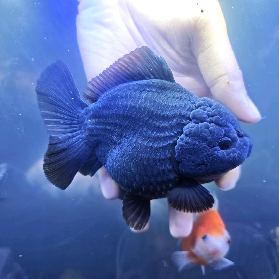 🐟爱养鱼的厨子🎣