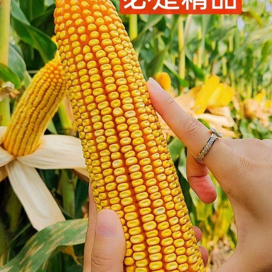 易盛农业高产玉米种子