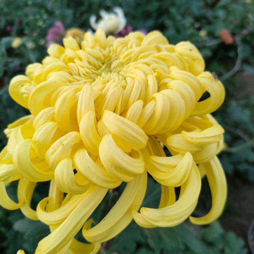 八零后养花大姐一阳灿花卉店