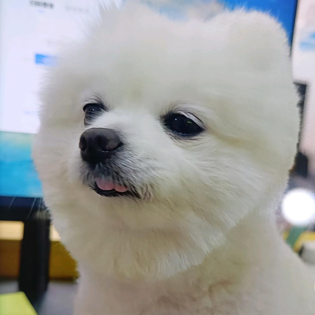 我家球球