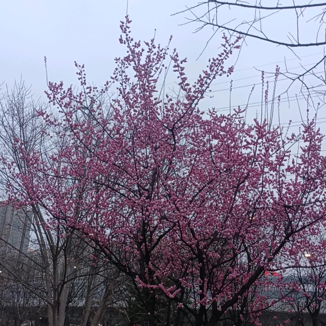 🍀随遇🌿而安🍀