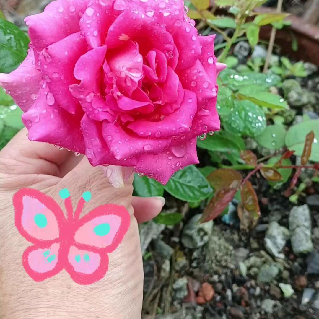 随遇而安🍎💅💋🐯❤️