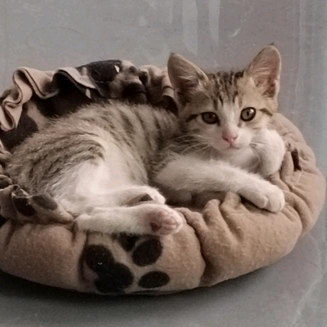 魔法猫猫悠米酱