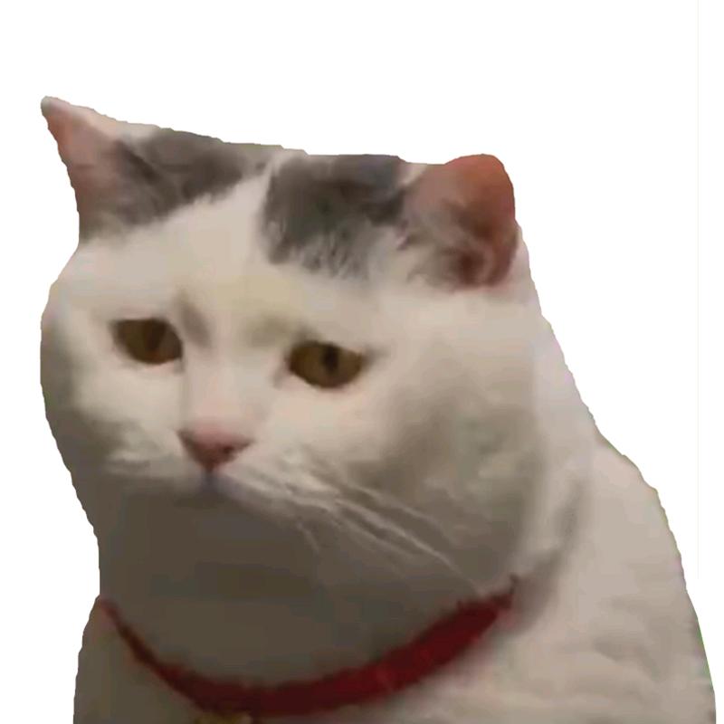 鲨猫动画