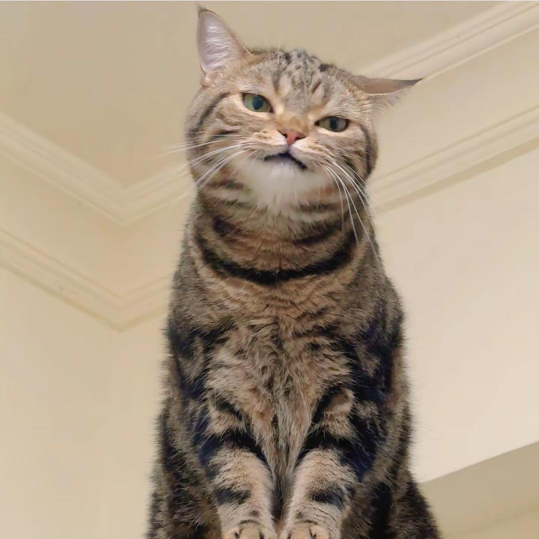QiiTnT