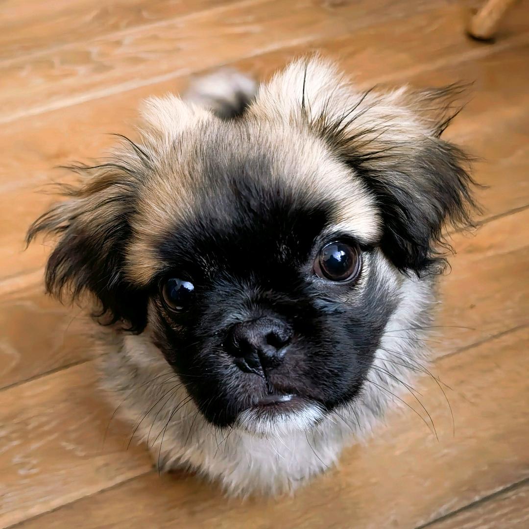 XiaoYangTongXue