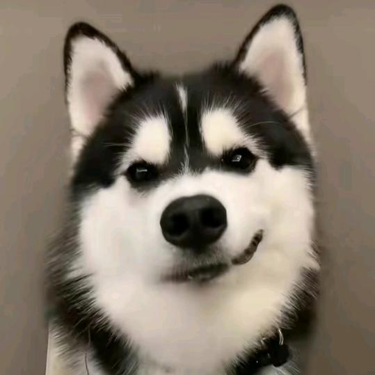 不蒋究哦