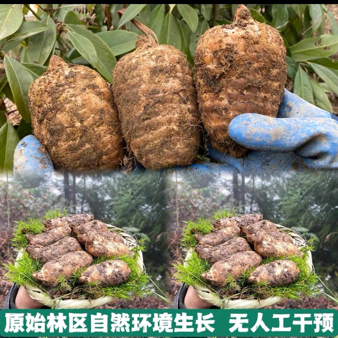 云南小草坝特产天麻竹笋