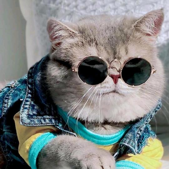 猫猫不喵喵是猫野