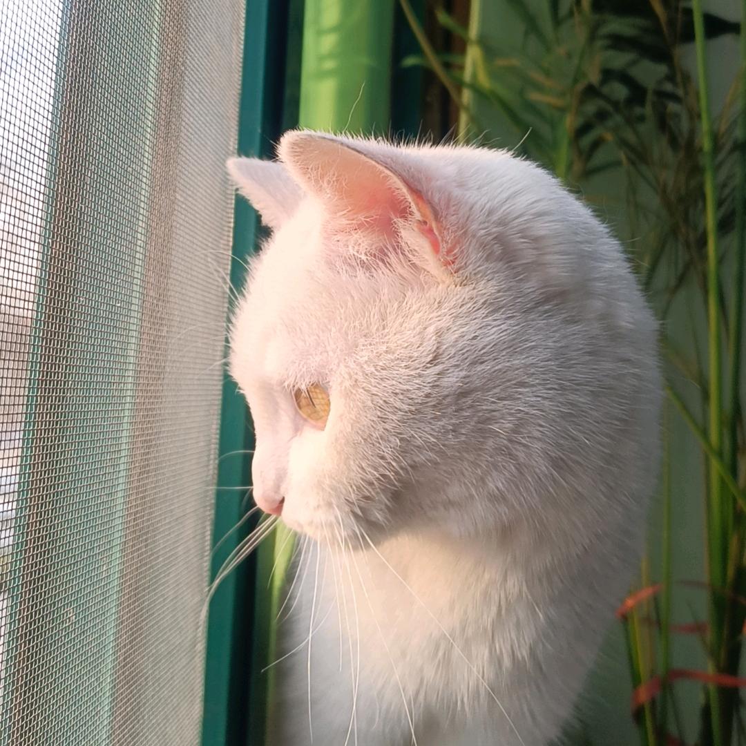 迪奇