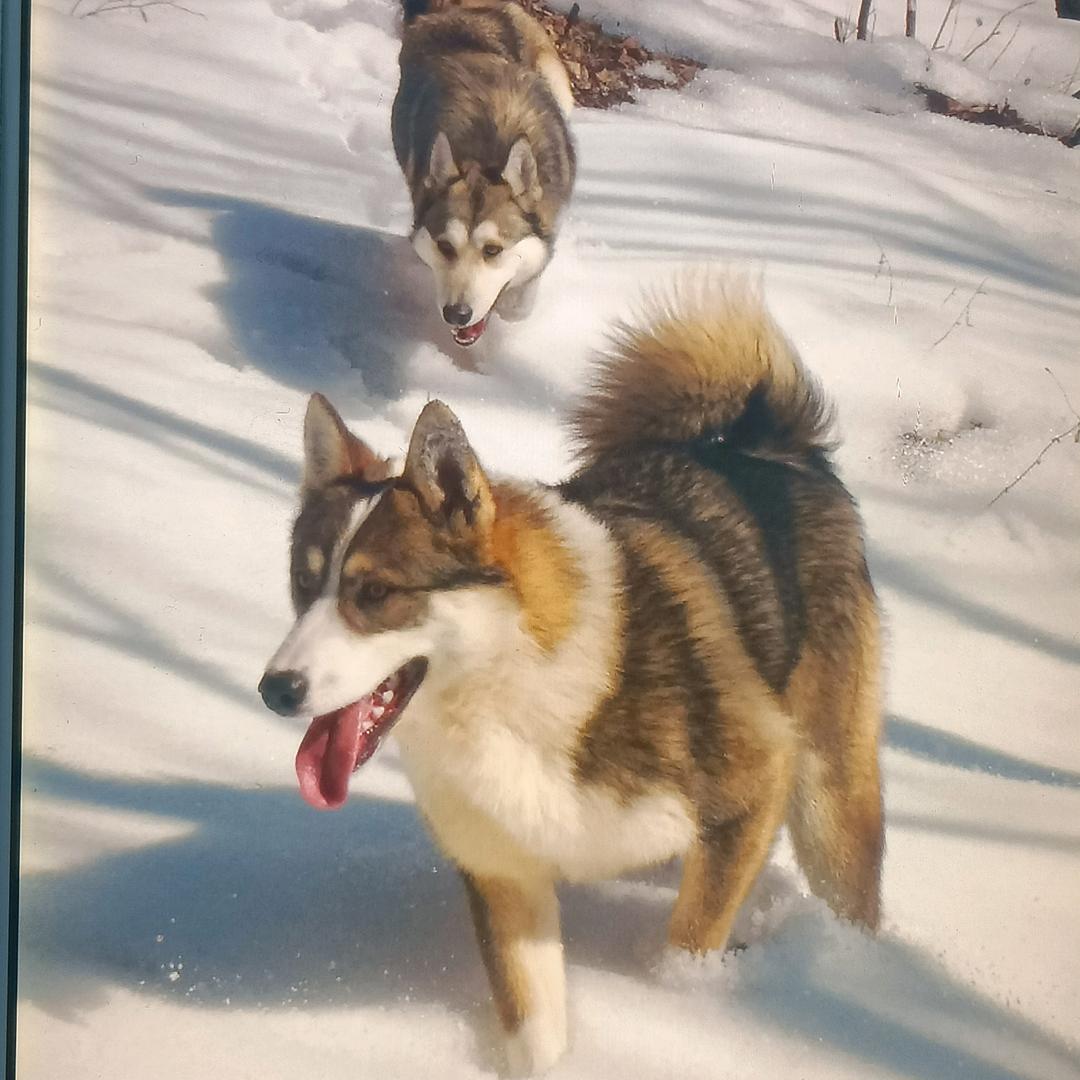 户外一西伯利亚莱卡猎犬