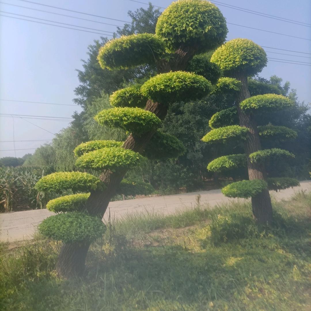 泰安金叶榆造型
