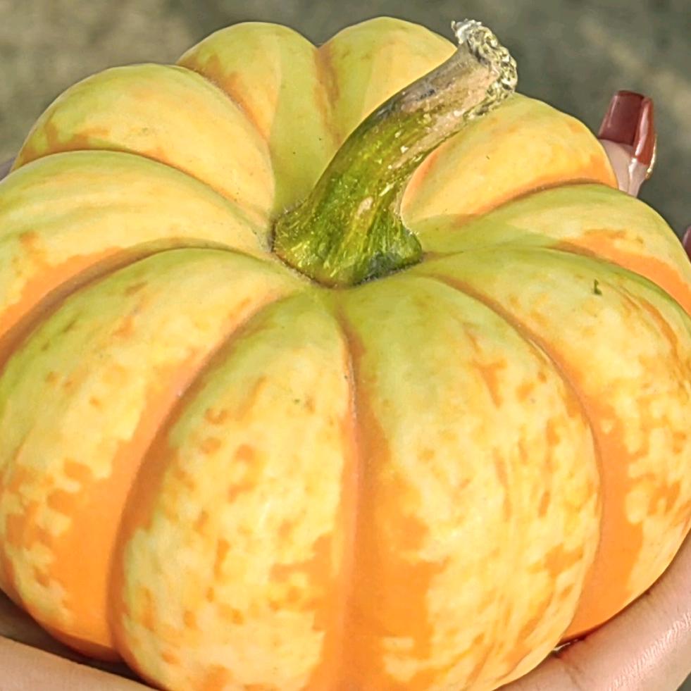 🍀@情义无情ysza