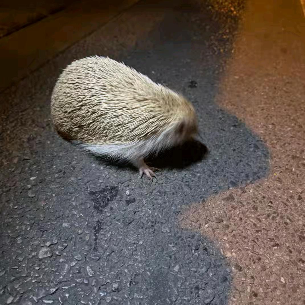 時埫情人