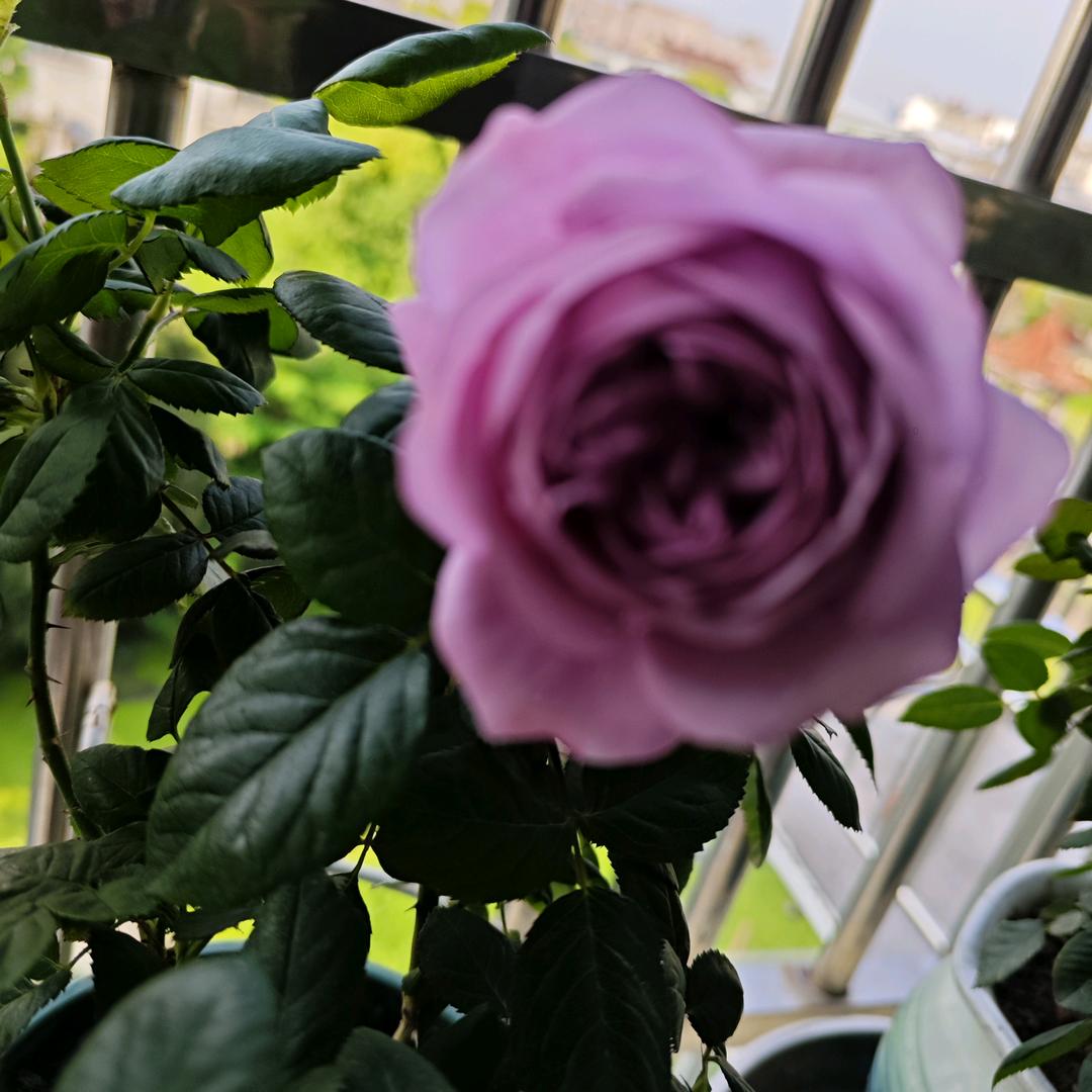 鸢尾花