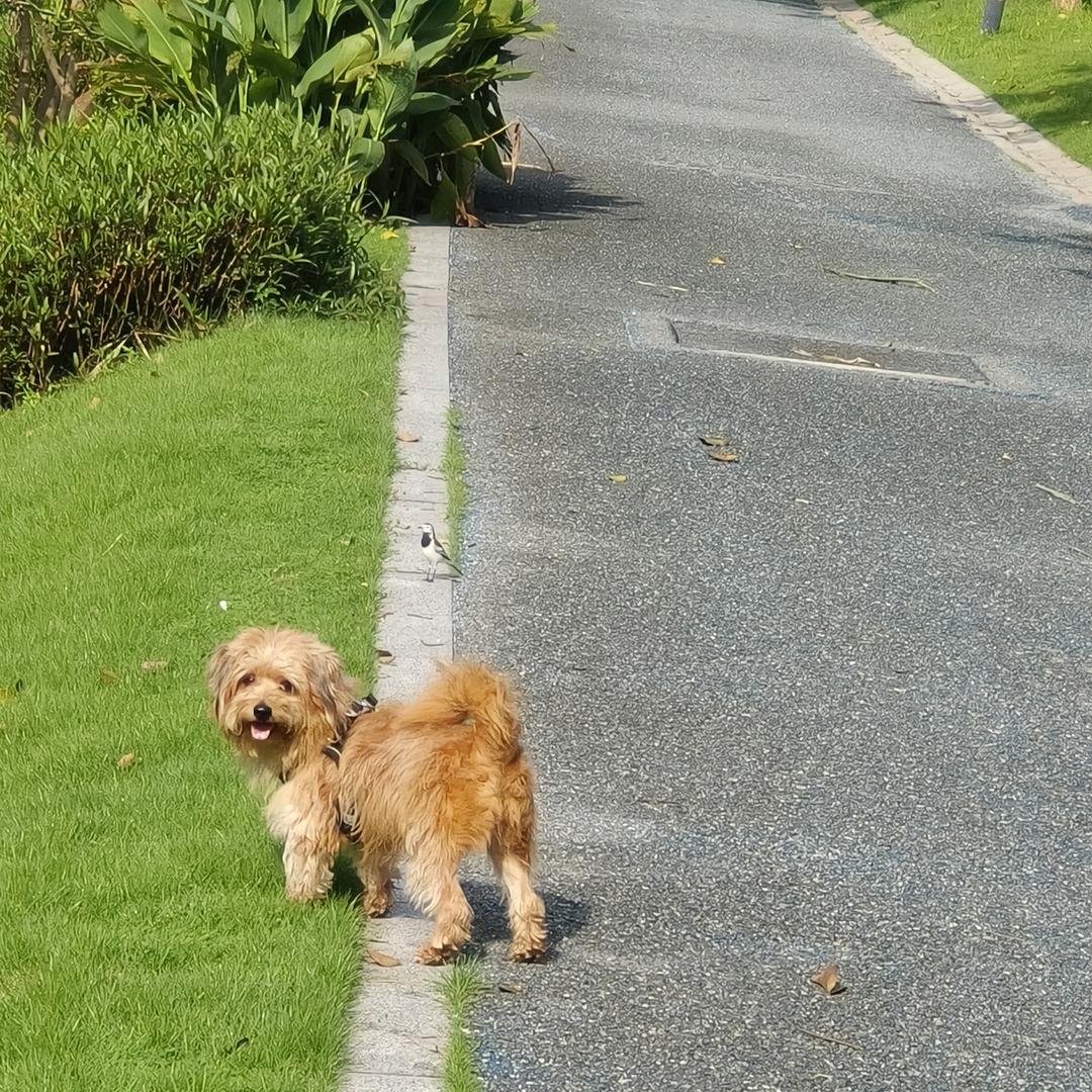 狗的想法都在脸上