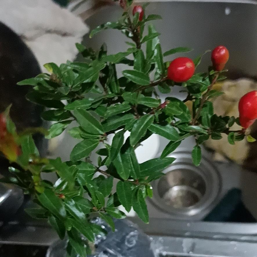 小彭