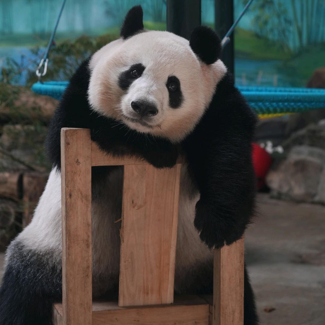 梦傾他城 🐼