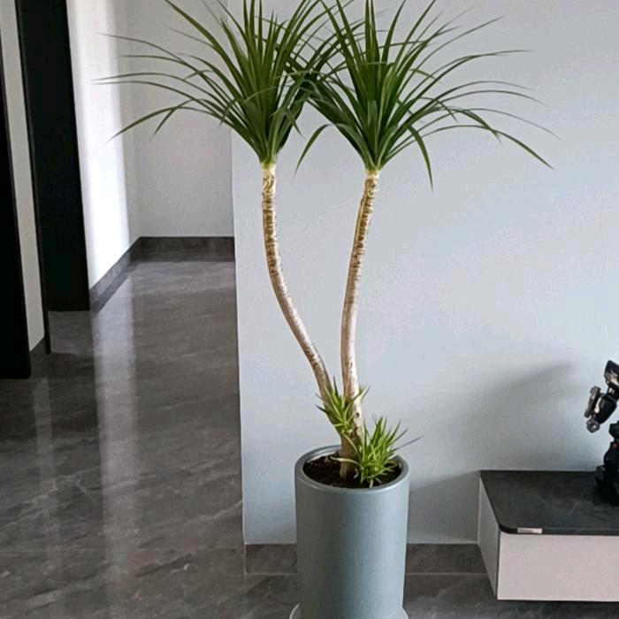 优优花店(大吴)