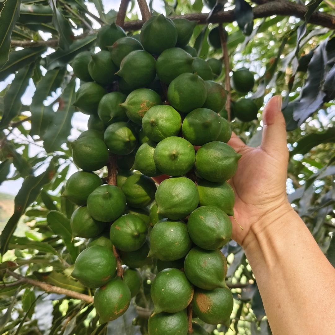小坚大果