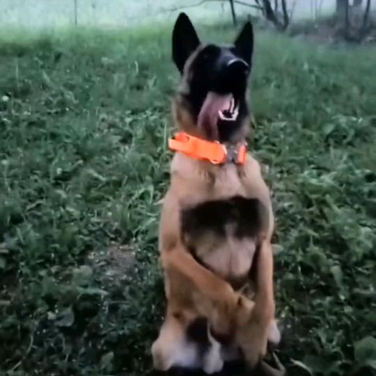 陕西战狼犬业（散养土公鸡）