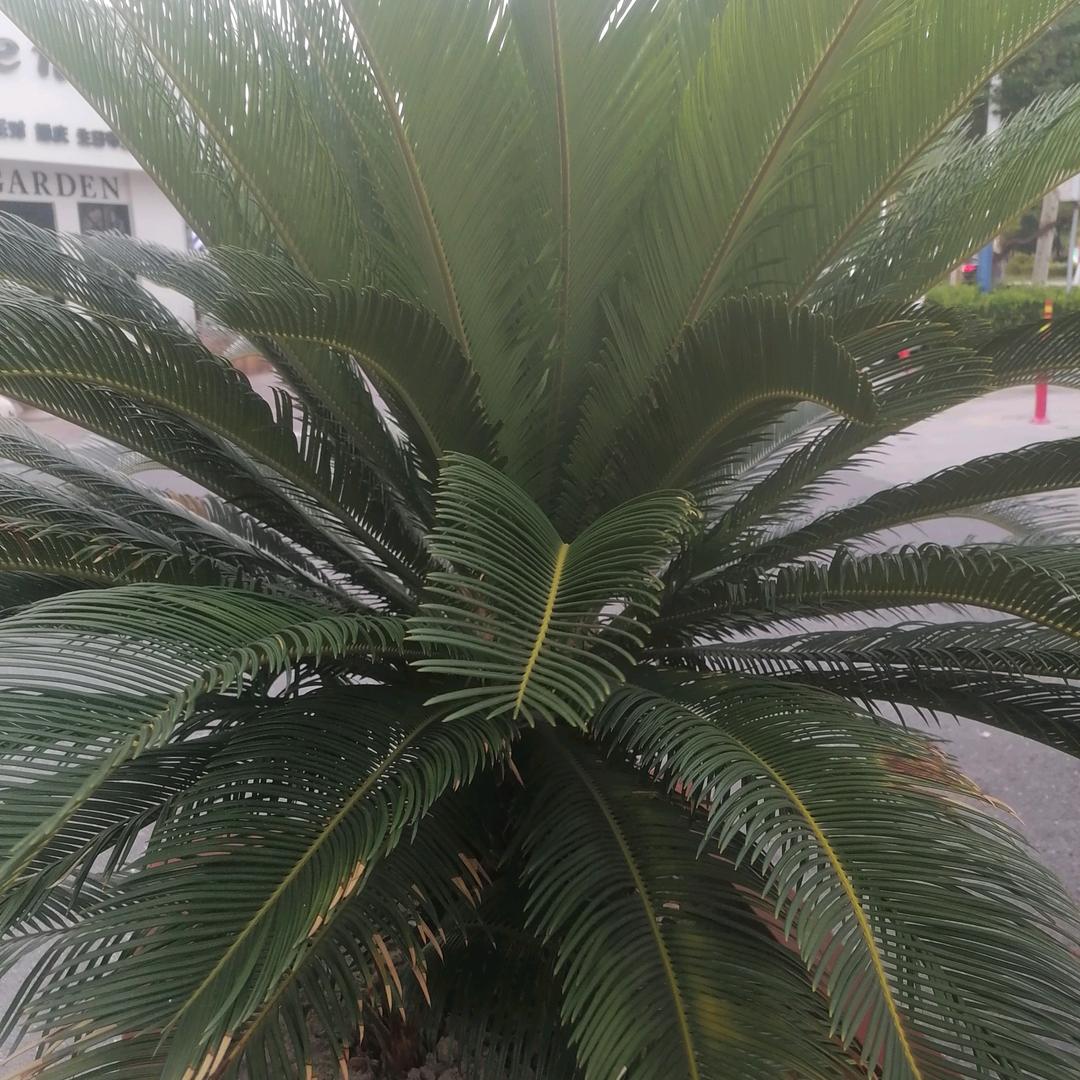 汤哥