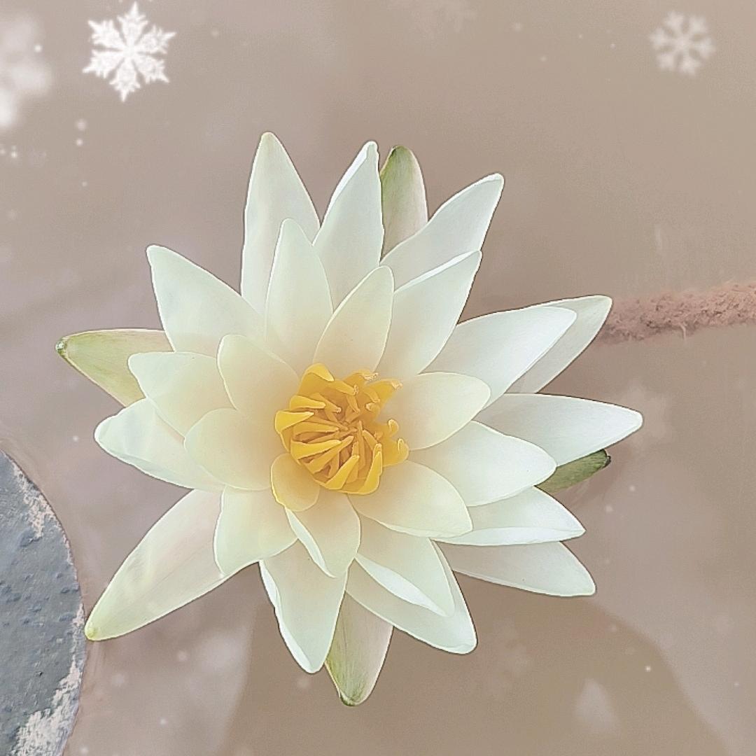 无言